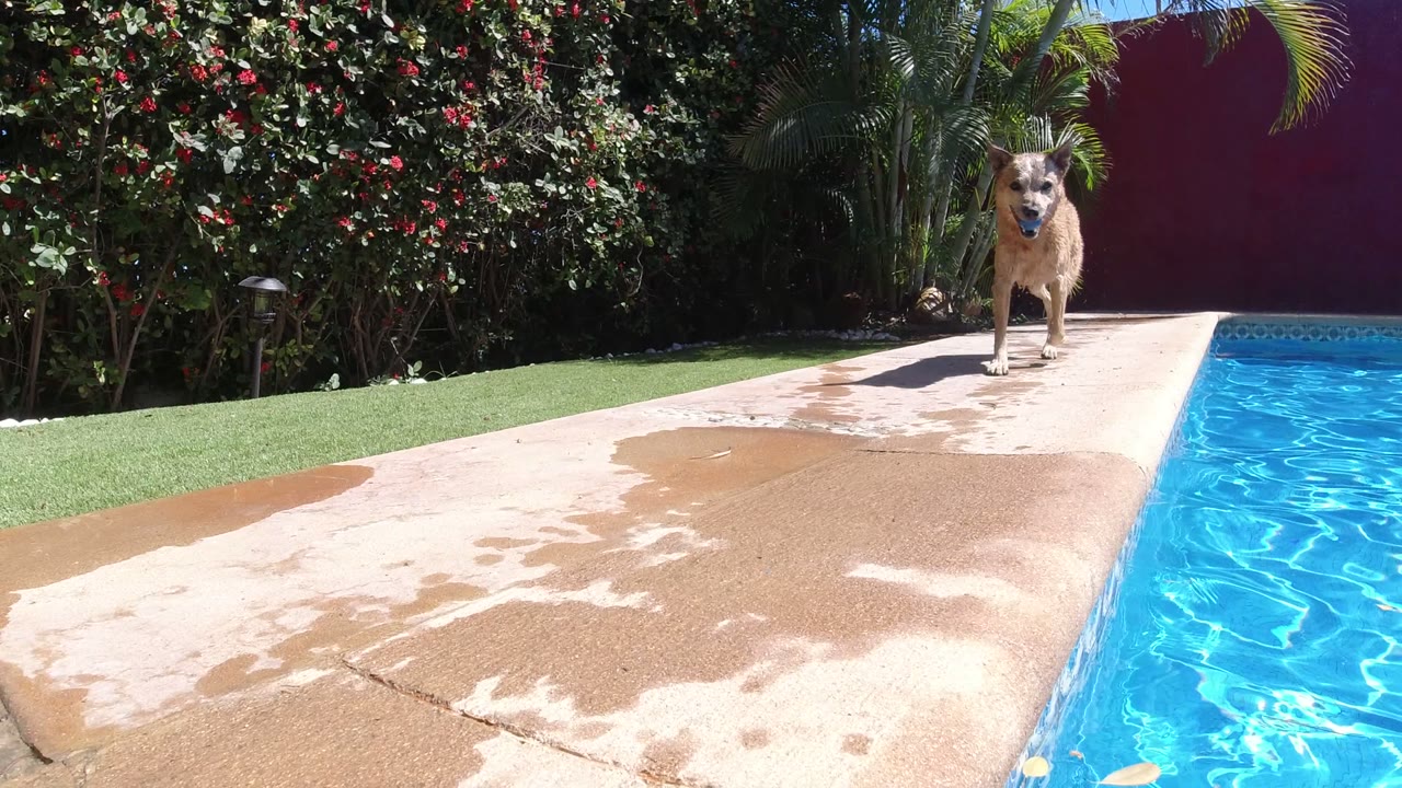 Small brown dog running beside a blue swimming pool.