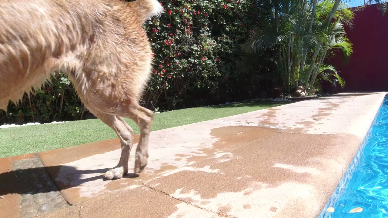 The brown dog passes very close to the camera at pool-deck height in San Jose del Cabo, with its body partly cropped, blue water at right, and no visible people.