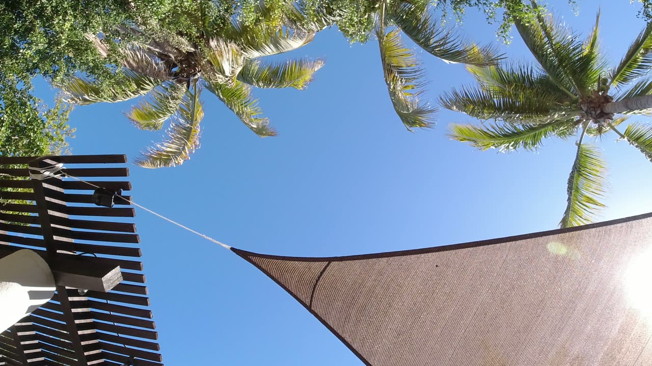 Upward view of palm trees, blue sky, shade sail, and wooden slats.