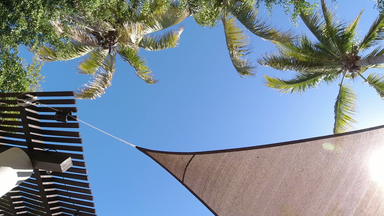 San Jose del Cabo sky view with palm crowns along the top edge, leafy branches at left, a taut shade sail crossing the lower frame, and no visible people.