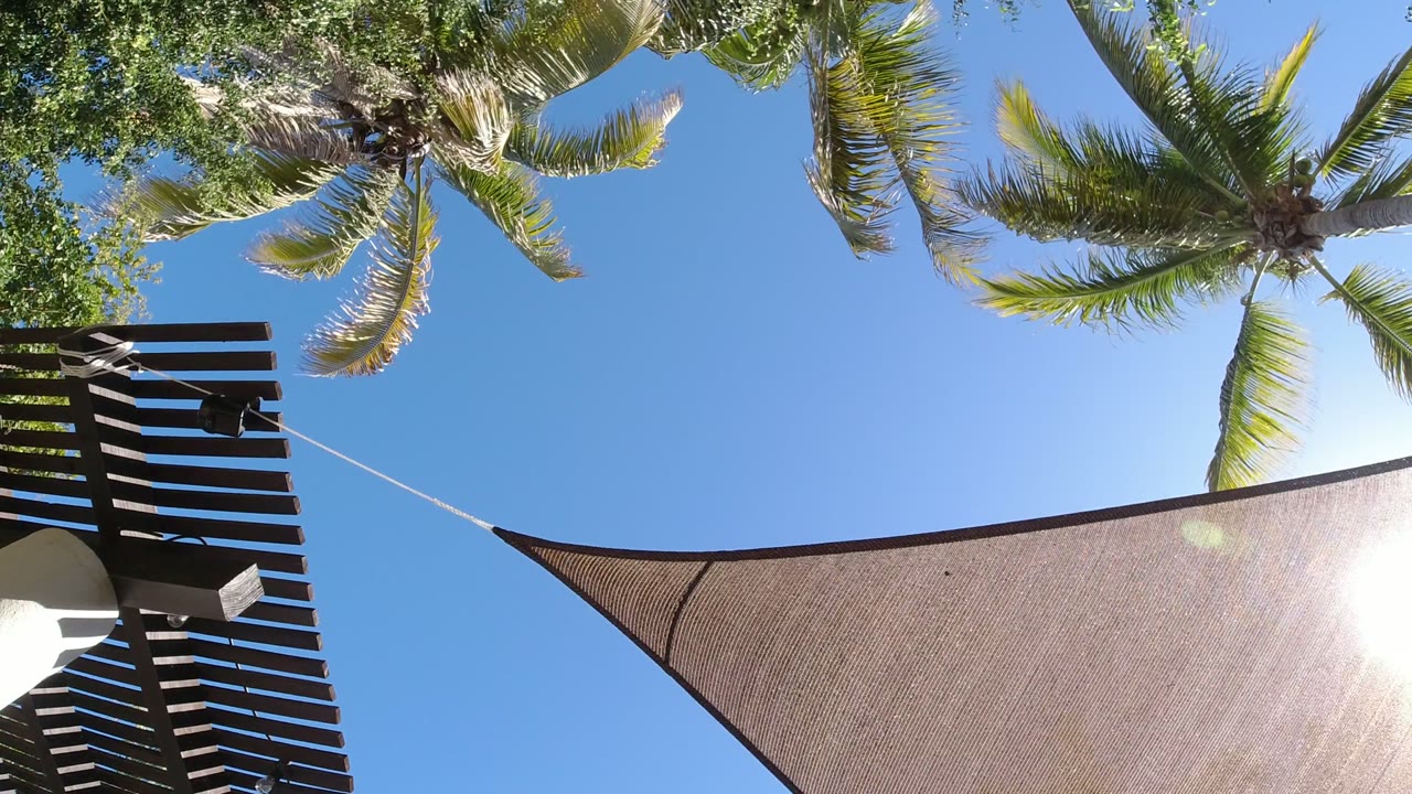 Palm fronds, blue sky, shade sail, and slatted structure viewed from below.