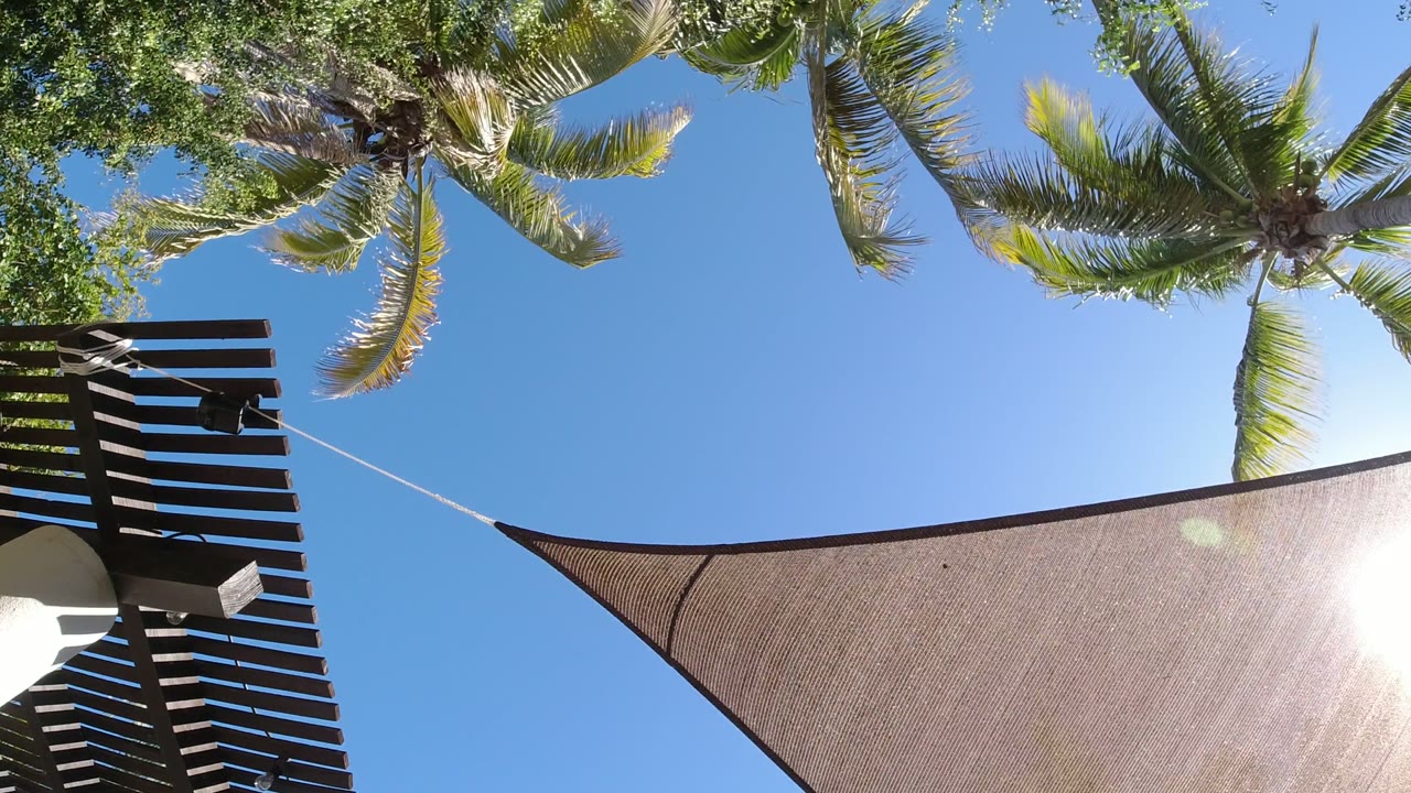 Palm crowns frame the top of the San Jose Del Cabo sky while the fabric shade sail stretches across the lower right and bright sunlight clips the edge, no visible people.