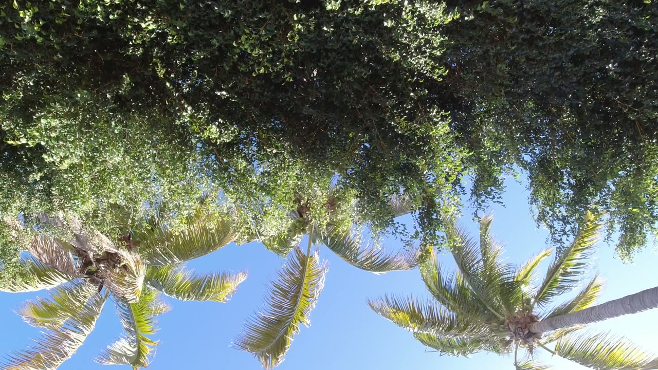 Palm fronds and green canopy against a bright blue sky