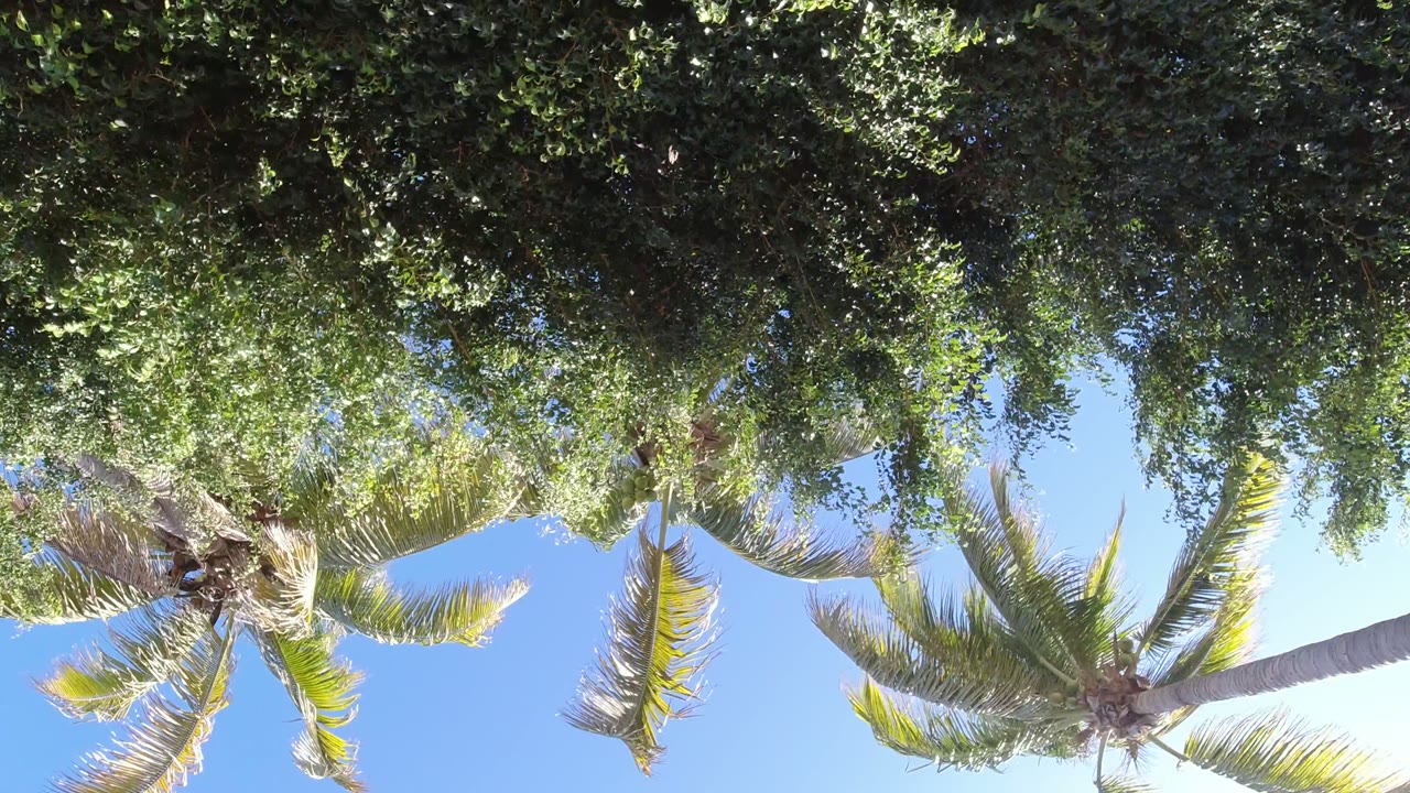 Palm leaves extend across the lower sky while a thick green tree canopy fills the top of the San Jose del Cabo frame, with no visible people.