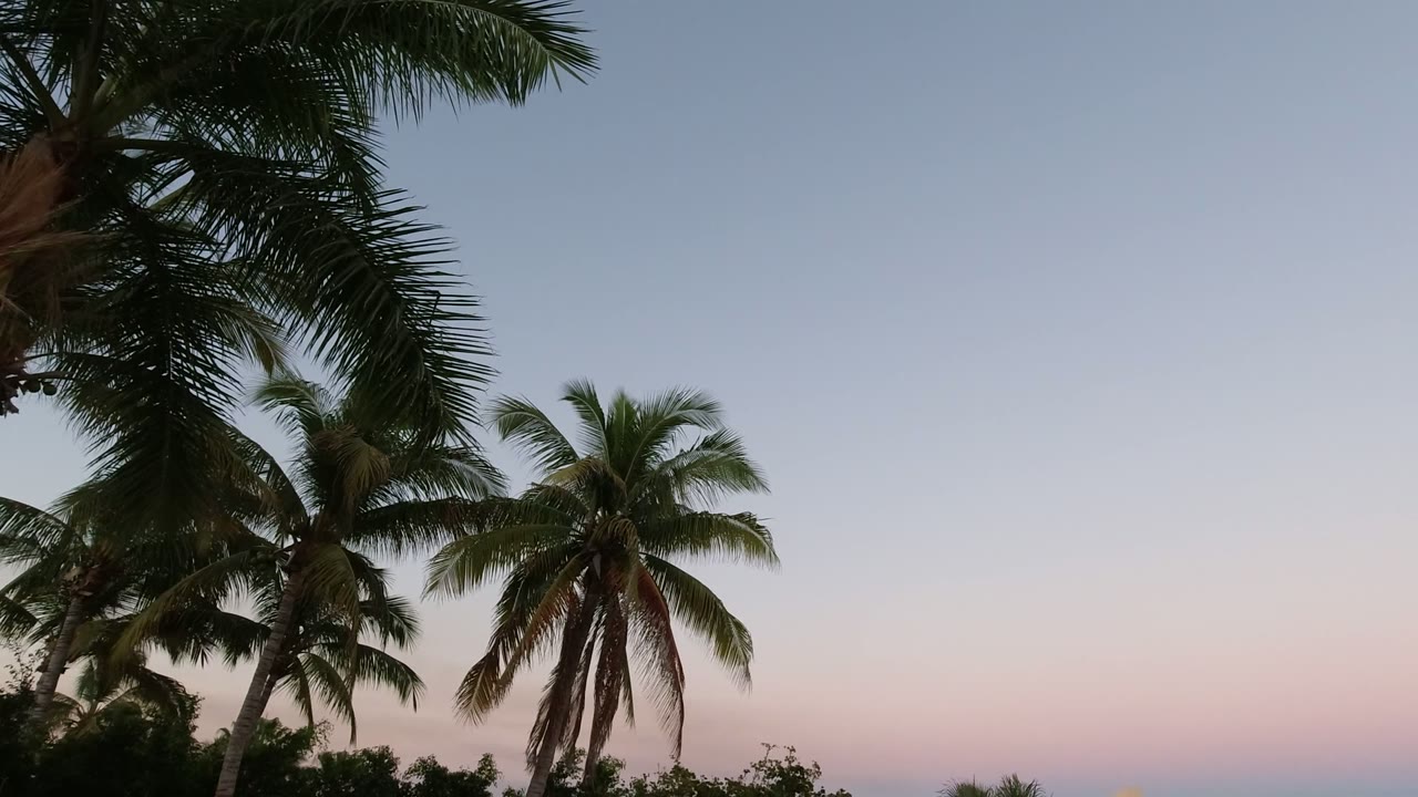 Palm fronds silhouetted against a blue and pink sunset sky.