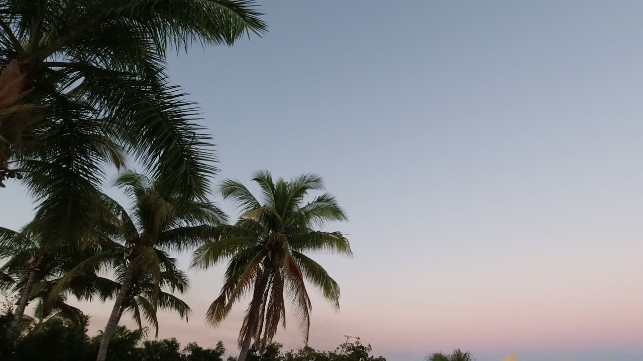 At 0:01 in Los Cabos, two palm crowns sit higher in frame against pale blue and pink dusk color, with no visible people.