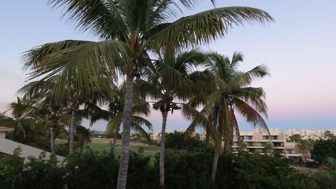 Coconut palms in front of distant resort buildings under a pastel sky.