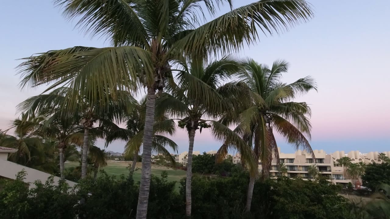 Coconut palm leaves hang across the upper frame in Los Cabos, Mexico, with greenery and distant light-colored buildings below and no visible people.