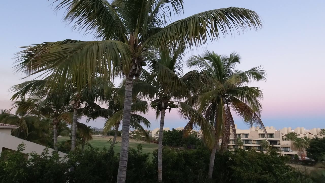 Tall palm trees in front of low buildings under a blue and pink sky.