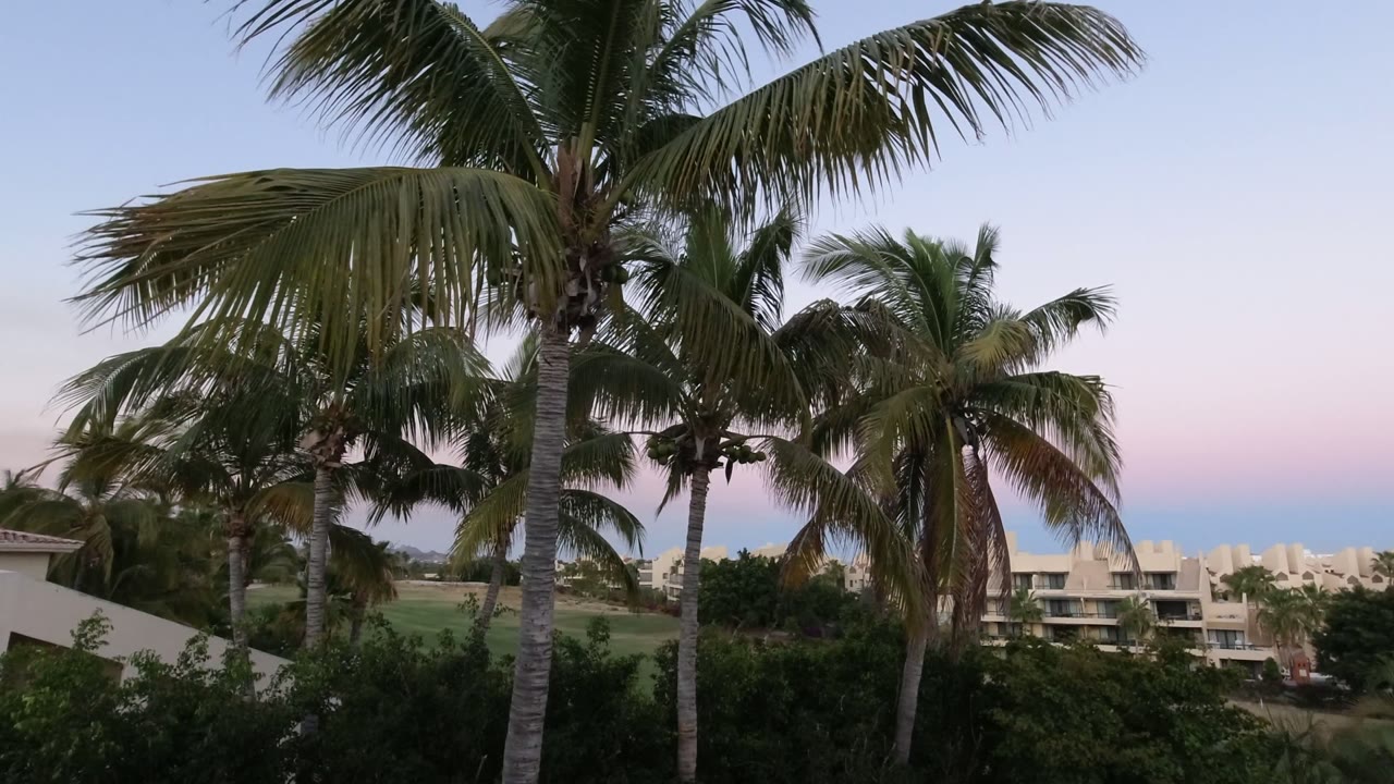 Second frame shows overlapping palm fronds in Los Cabos, Mexico, with a pastel sky and no visible people around the buildings.