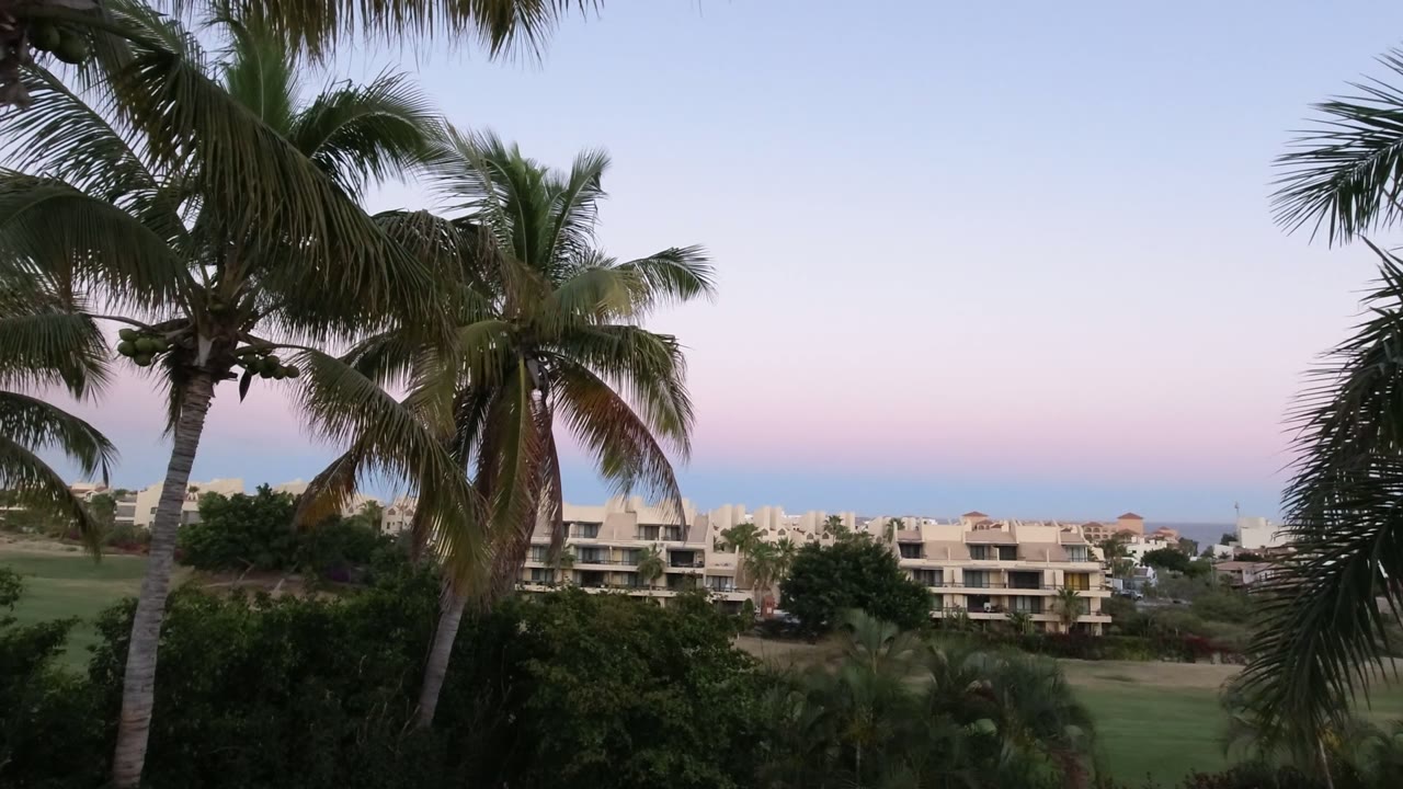 Palm trees over low buildings and a pale evening sky
