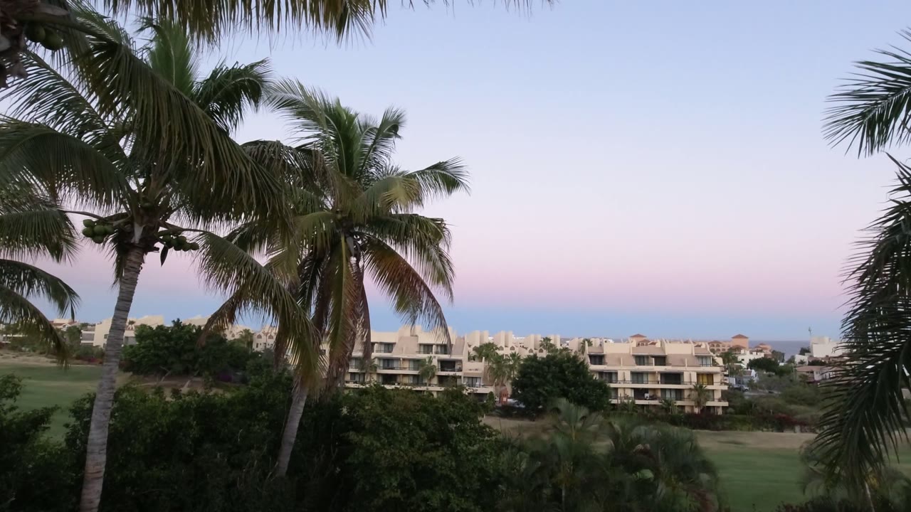 Los Cabos, Mexico frame with dark palm fronds across the top and left, cream-colored buildings in the distance, green landscape below, pale pink-blue sky, and no visible people.