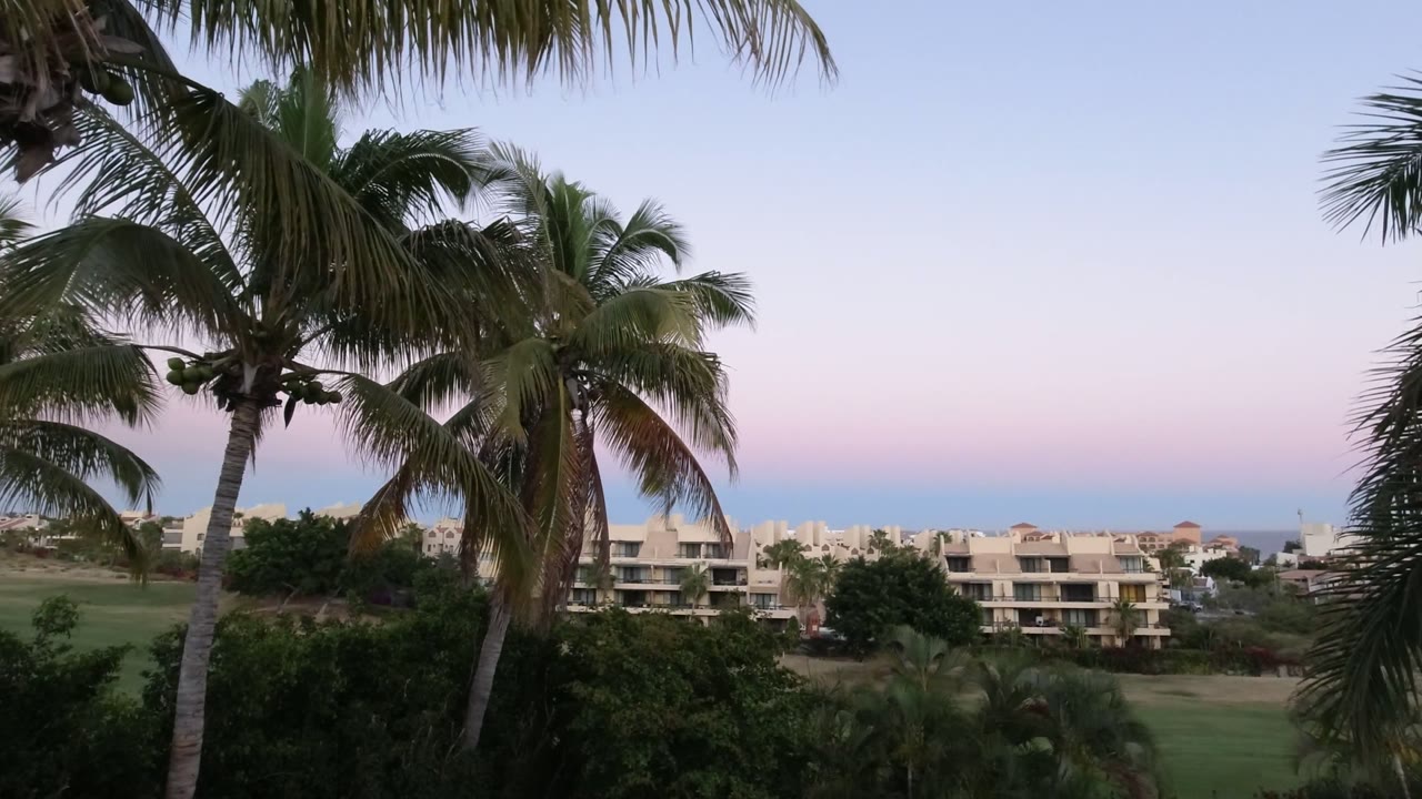 Second frame in Los Cabos, Mexico showing tall palm trunks at left and center, dark foreground shrubs, low buildings across the middle, and no visible people.