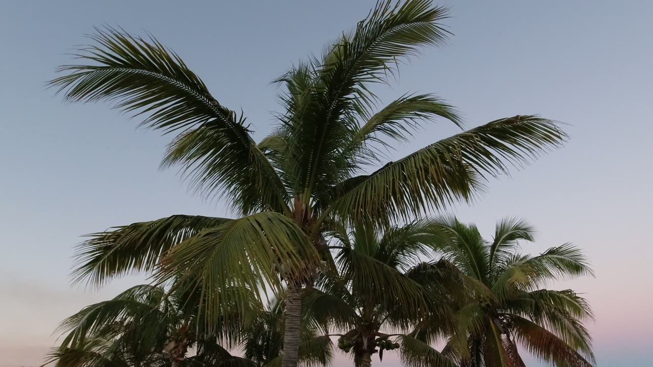 Palm trees in Los Cabos rise into a pale blue sky with a soft pink band low in frame and no visible people.