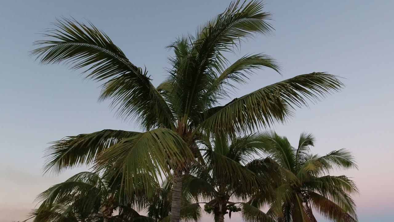 Overlapping palm crowns fill the upper frame in Los Cabos, with dark green fronds set against clear blue and pink-toned sky and no visible people.