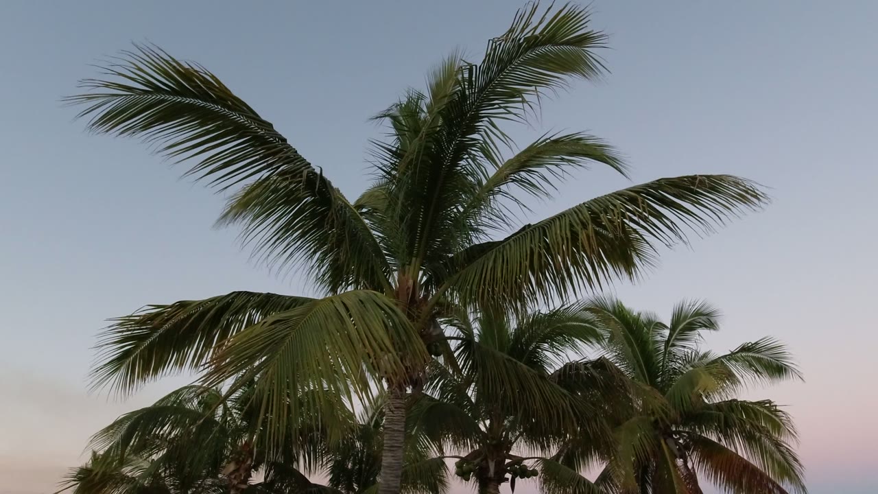 At the start of the Los Cabos clip, tall palm fronds reach across a pale blue sky with smaller palm tops behind them and no visible people.