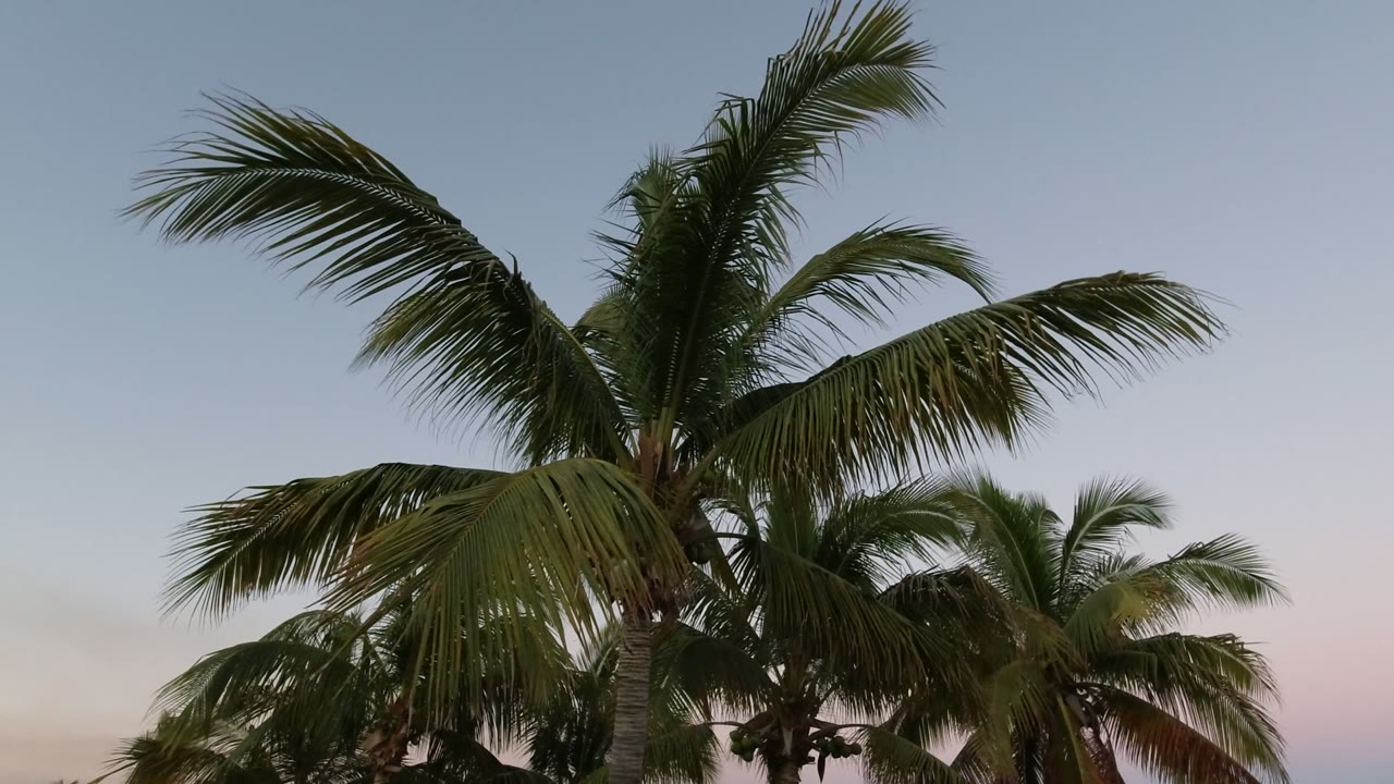 One second in, the main palm crown sits high in frame over a pale sky, with clustered fronds and background palms visible in Los Cabos and no visible people.