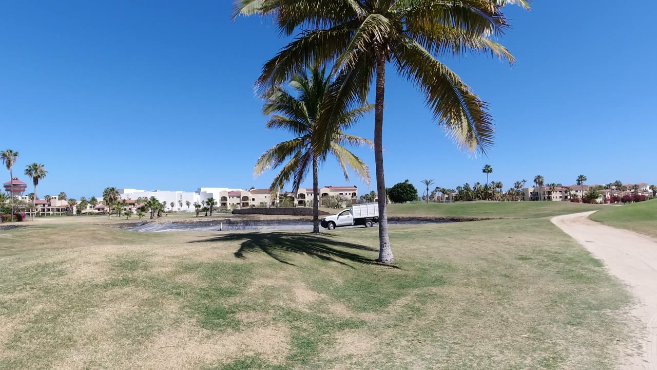 Wide sunny view in Los Cabos, Mexico with palm trees over patchy grass, distant white buildings, a pale walkway, blue sky, and no visible people.