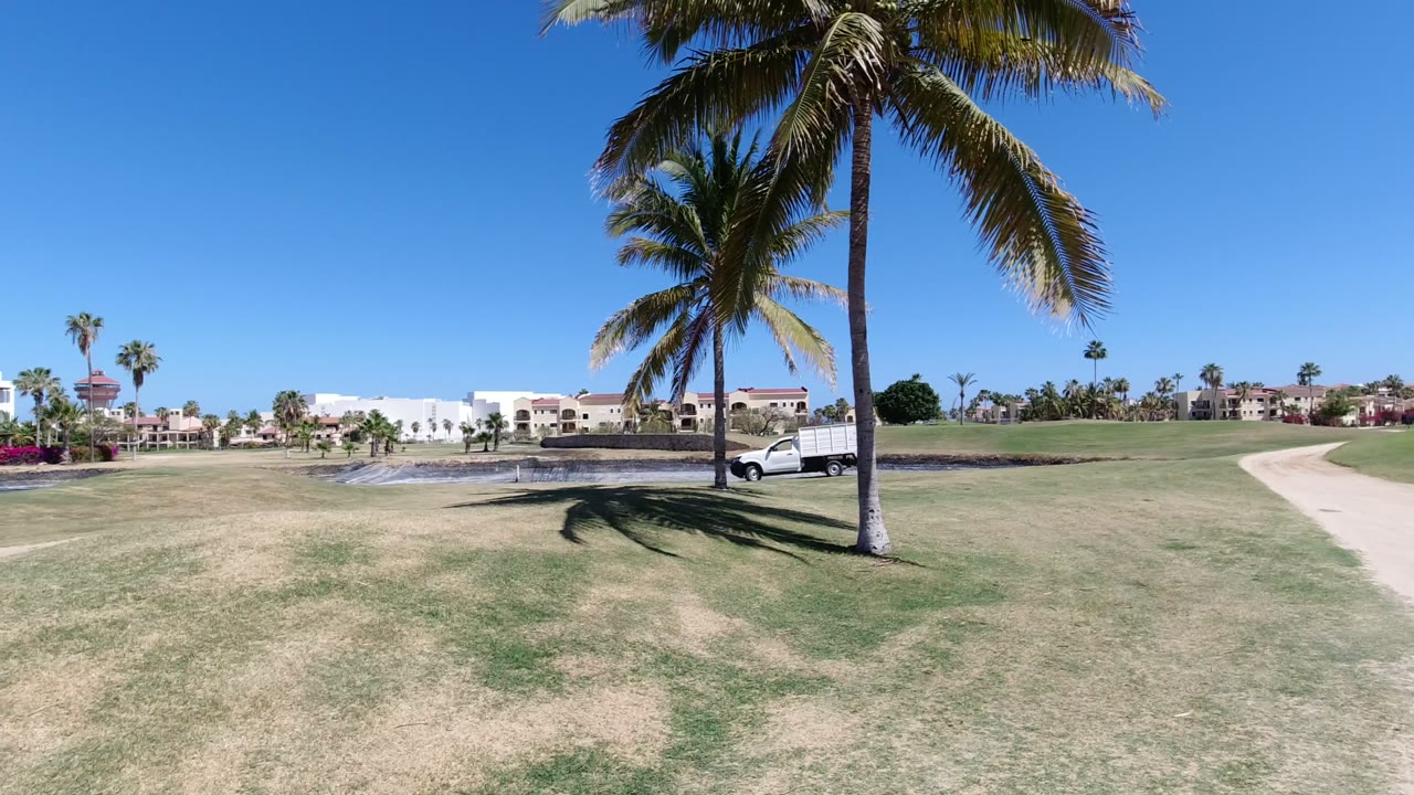 Tall palm trees frame a lawn, walkway, and distant buildings.