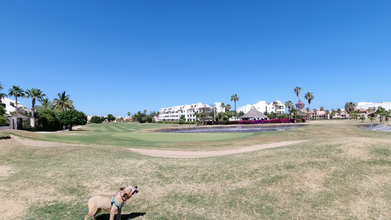 A tan dog in a blue harness appears low at the left foreground of a Los Cabos grassy field, with dry patches, distant palms, white buildings, and no visible people.
