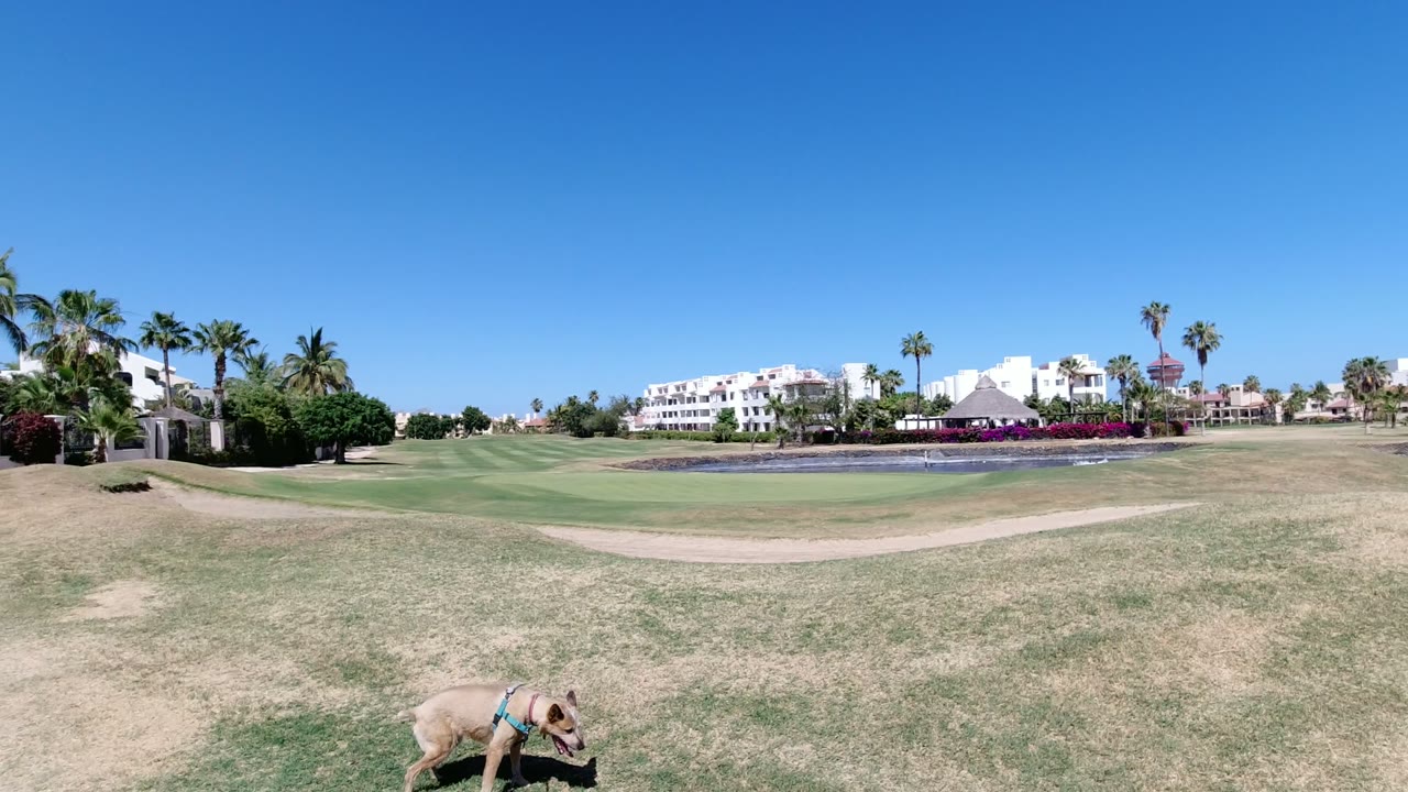 The tan dog moves through the lower foreground of the Los Cabos field, with a broad band of mixed grass, a sandy track, palms, white buildings, and no visible people.