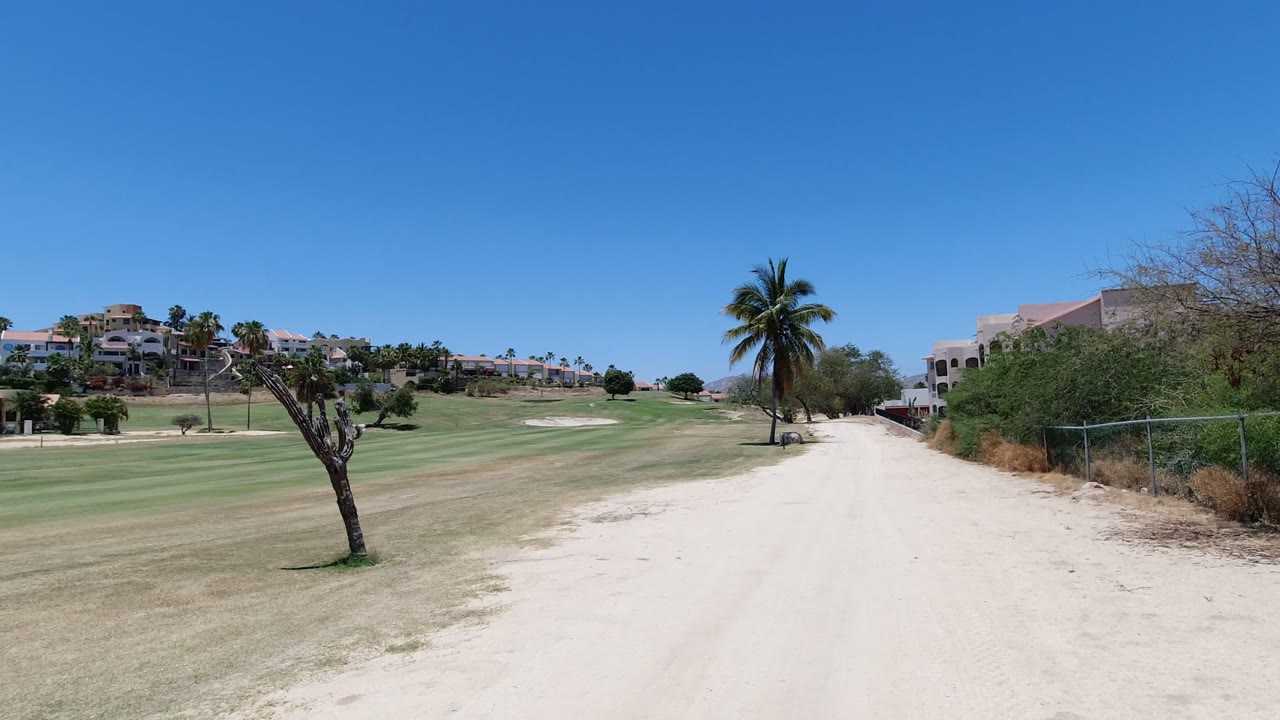 Wide golf course view with sandy path, palm tree, trimmed tree, grass, and distant buildings.