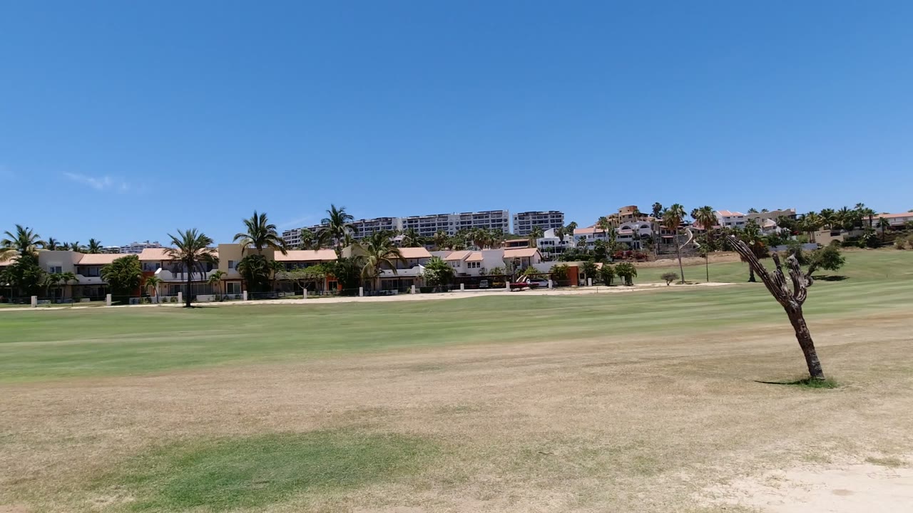 Wide field with a leaning bare tree, palms, buildings, and blue sky.