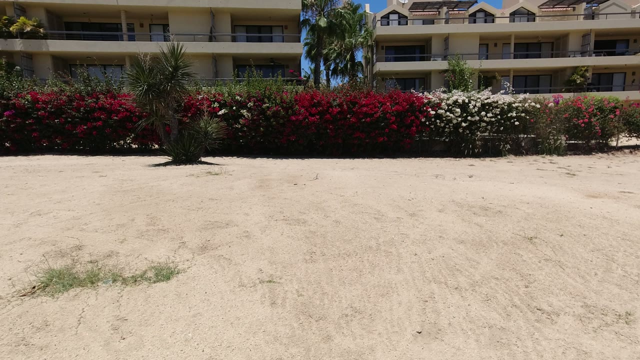 Opening frame of a sandy courtyard in Los Cabos, Mexico, with red and white flowering shrubs, palms, and multi-story balcony buildings behind them, with no visible people.