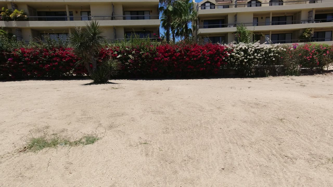 Wide Los Cabos courtyard view with pale sand in front, a band of red and white shrubs, palm trunks, and cream balcony buildings, with no visible people.