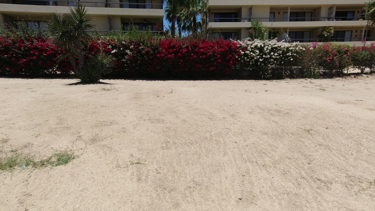 Sandy ground in front of red and white flowering shrubs and balconies.
