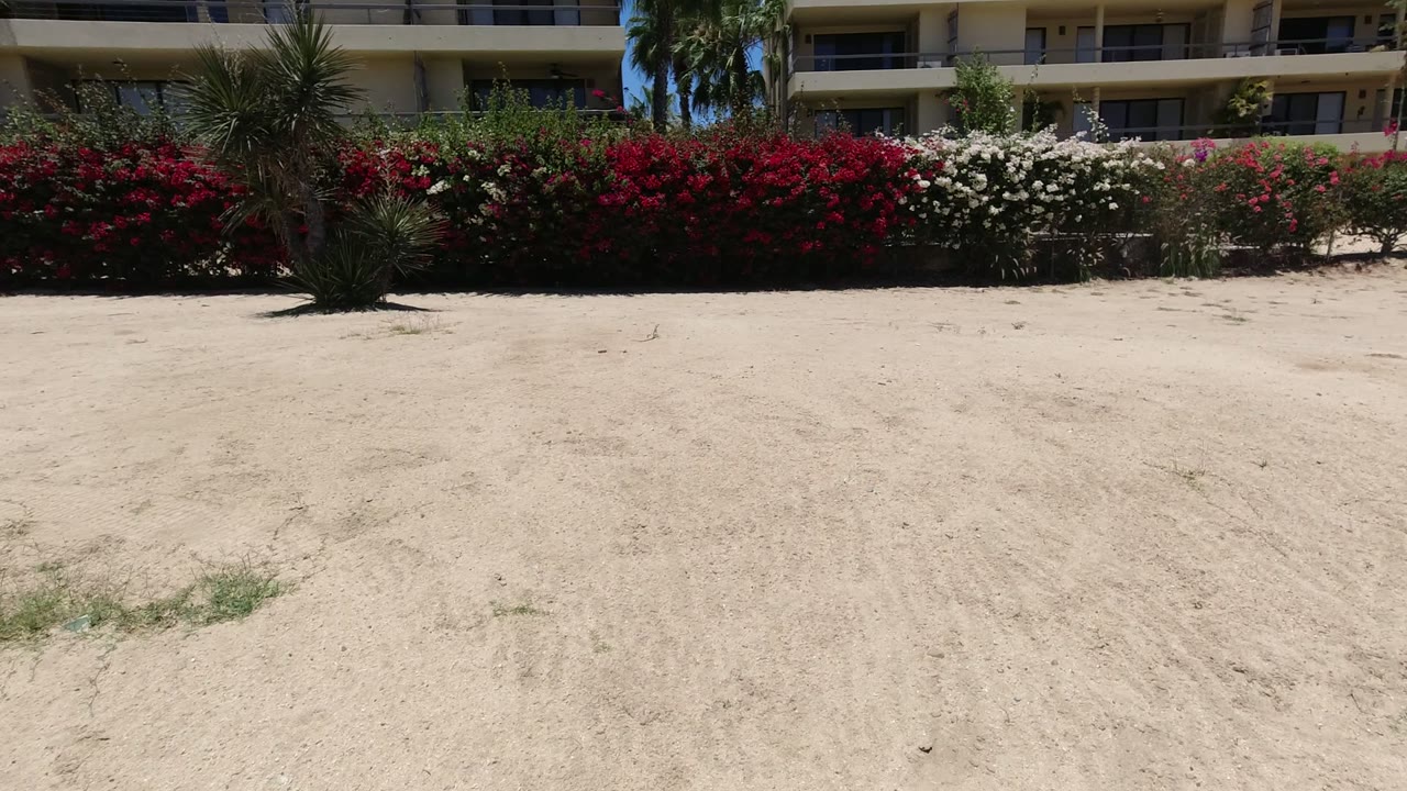 At 0:01 in Los Cabos, Mexico, the frame keeps the sandy open ground low in view with dense red flowers, white blooms, spiky plants, palm trunks, and balcony railings above, with no visible people.