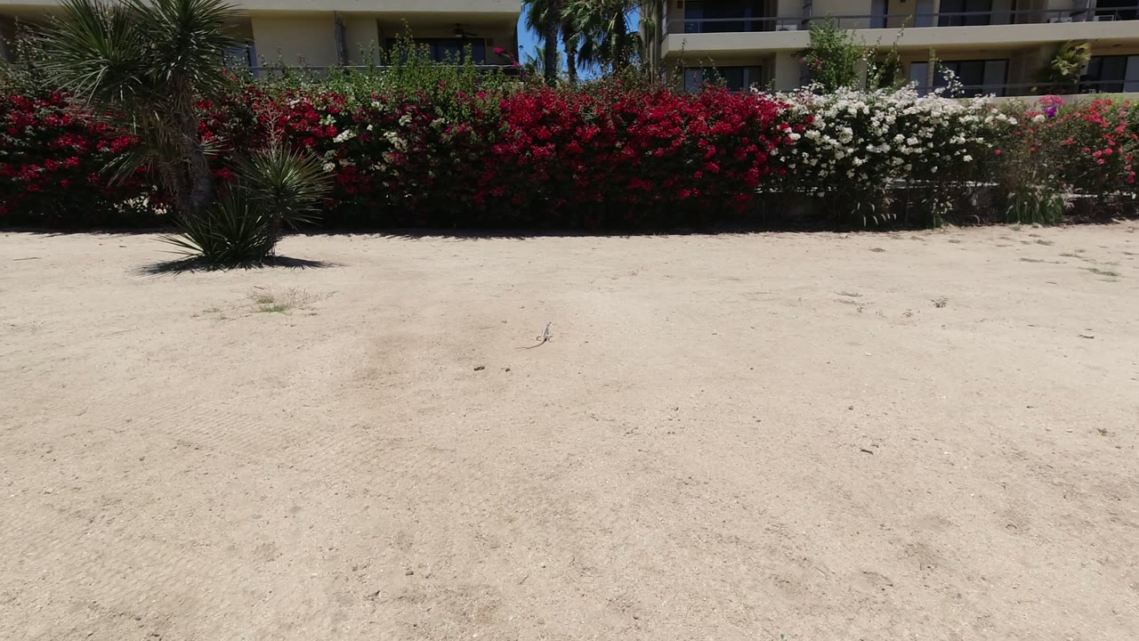 Los Cabos residential exterior with pale sandy foreground, red and white hedges, spiky desert plants, and no visible people at the start of the clip.