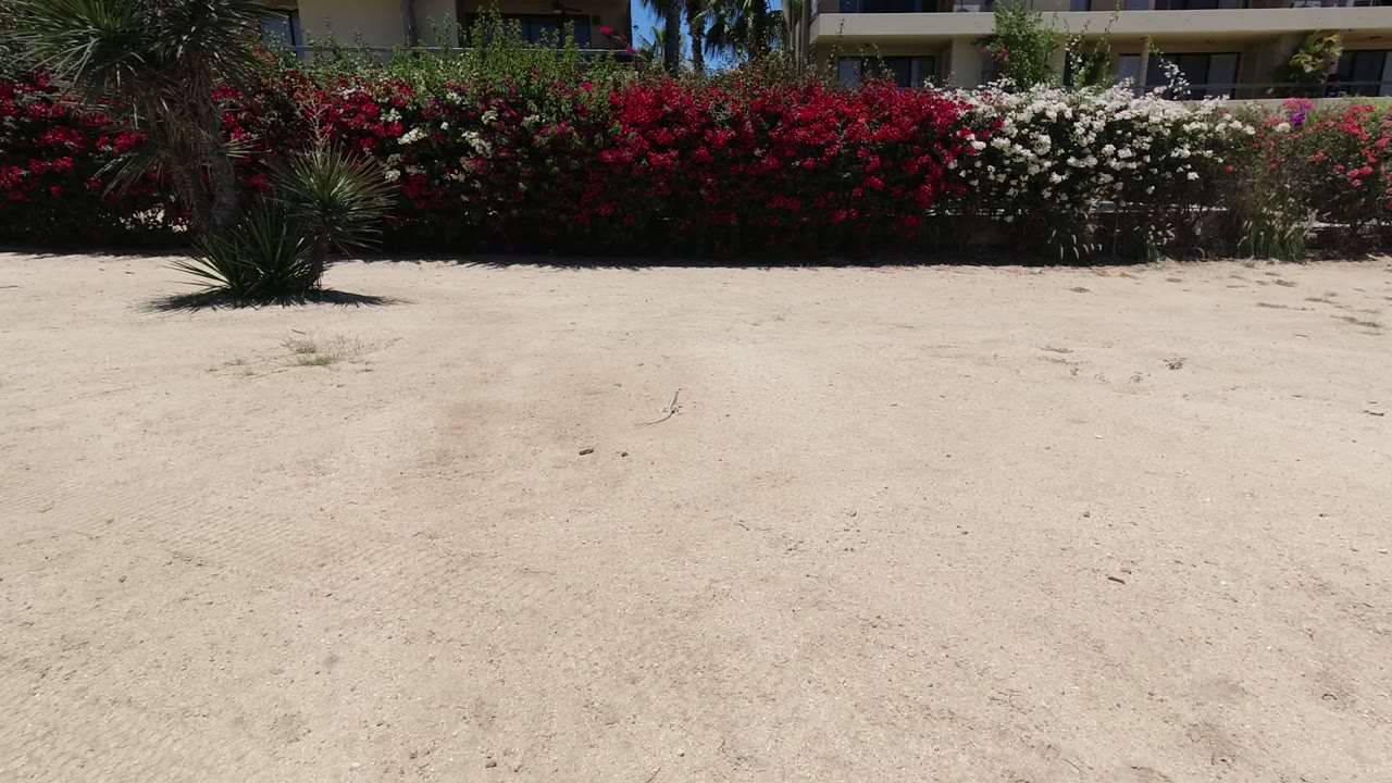 Los Cabos exterior view with a broad pale sand foreground, dense red flowers, white blooms, spiky plants, and no visible people one second in.