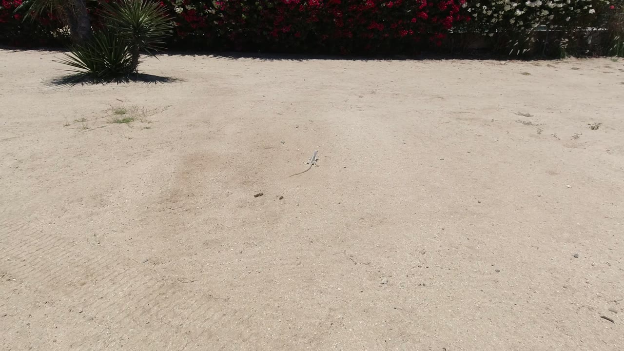 Small lizard on pale sand near flowering shrubs and a spiky plant.
