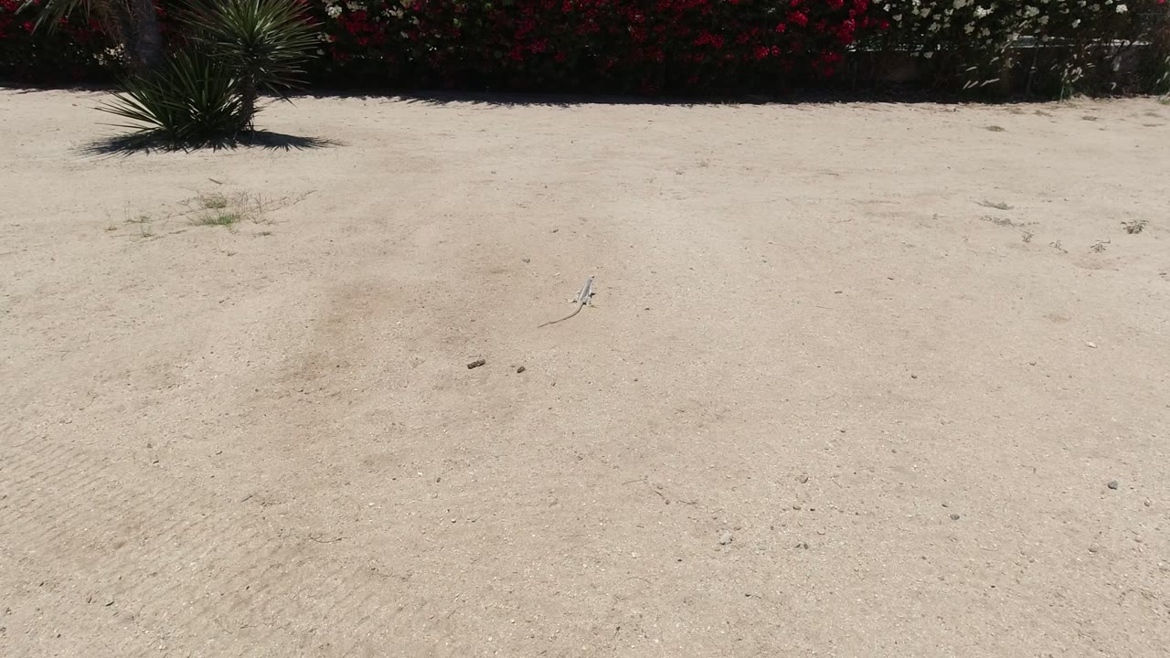 The lizard remains small but visible on the sandy Los Cabos ground, set below a band of red and white flowering shrubs with no visible people.