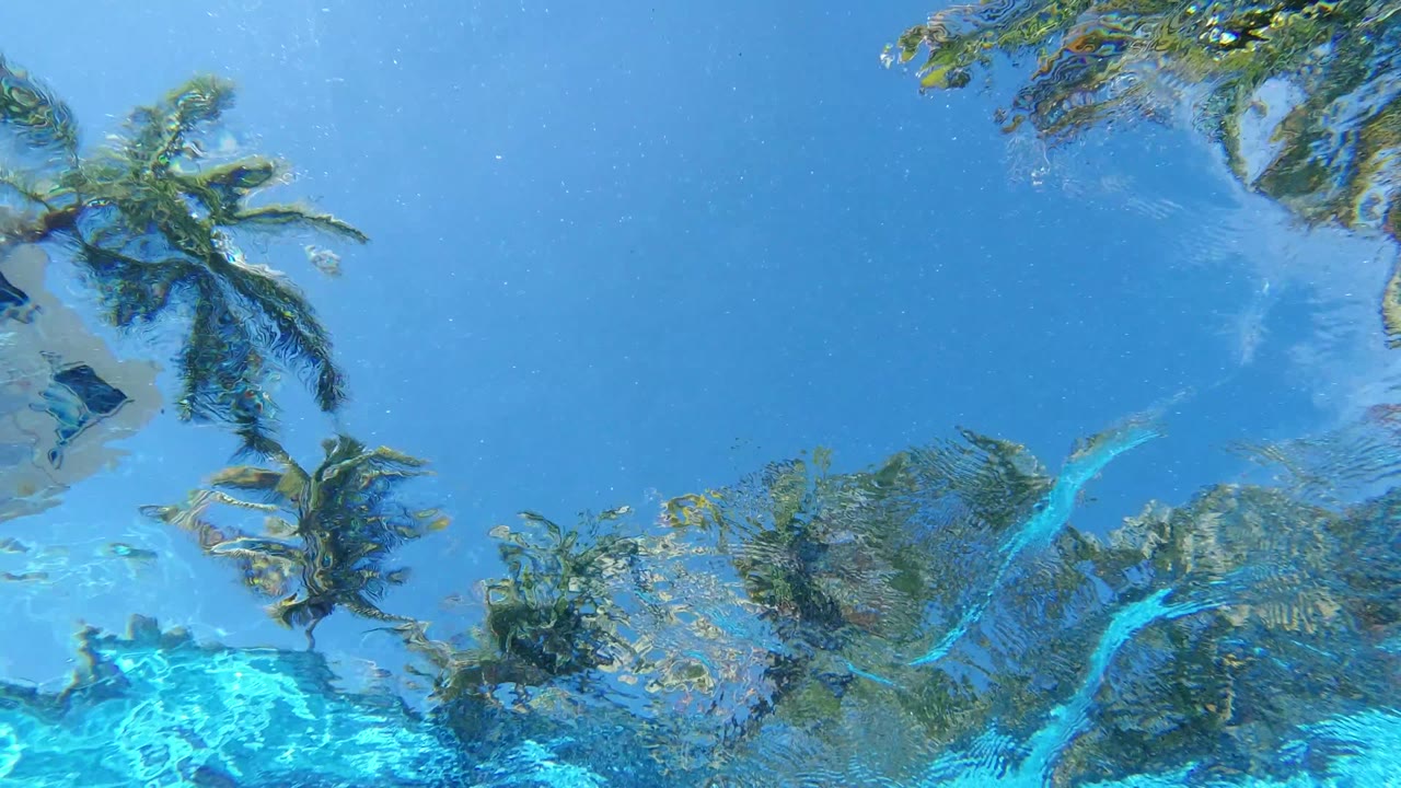 Palm trees refracted through blue water