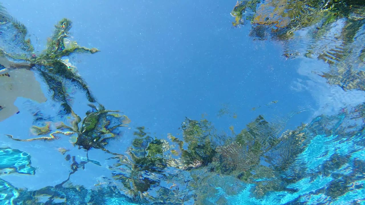 Palm fronds and blue sky appear warped by the water surface in Los Cabos, with no visible people.