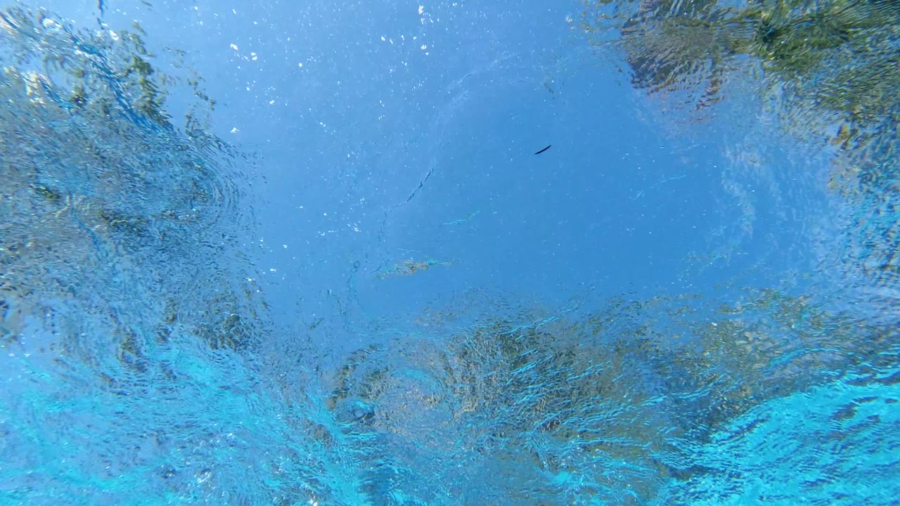 Blue water surface with reflected greenery and a tiny dark speck.