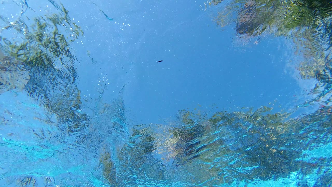 Los Cabos bucket-water close-up with the reflected greenery shifting across the top of the frame and a small dark floating speck visible, with no visible people.