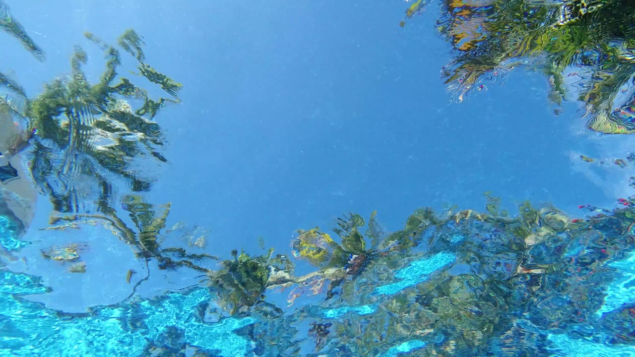 Second frame shows the Los Cabos palm foliage stretched across the bright water surface, with turquoise light near the lower edge and no visible people.