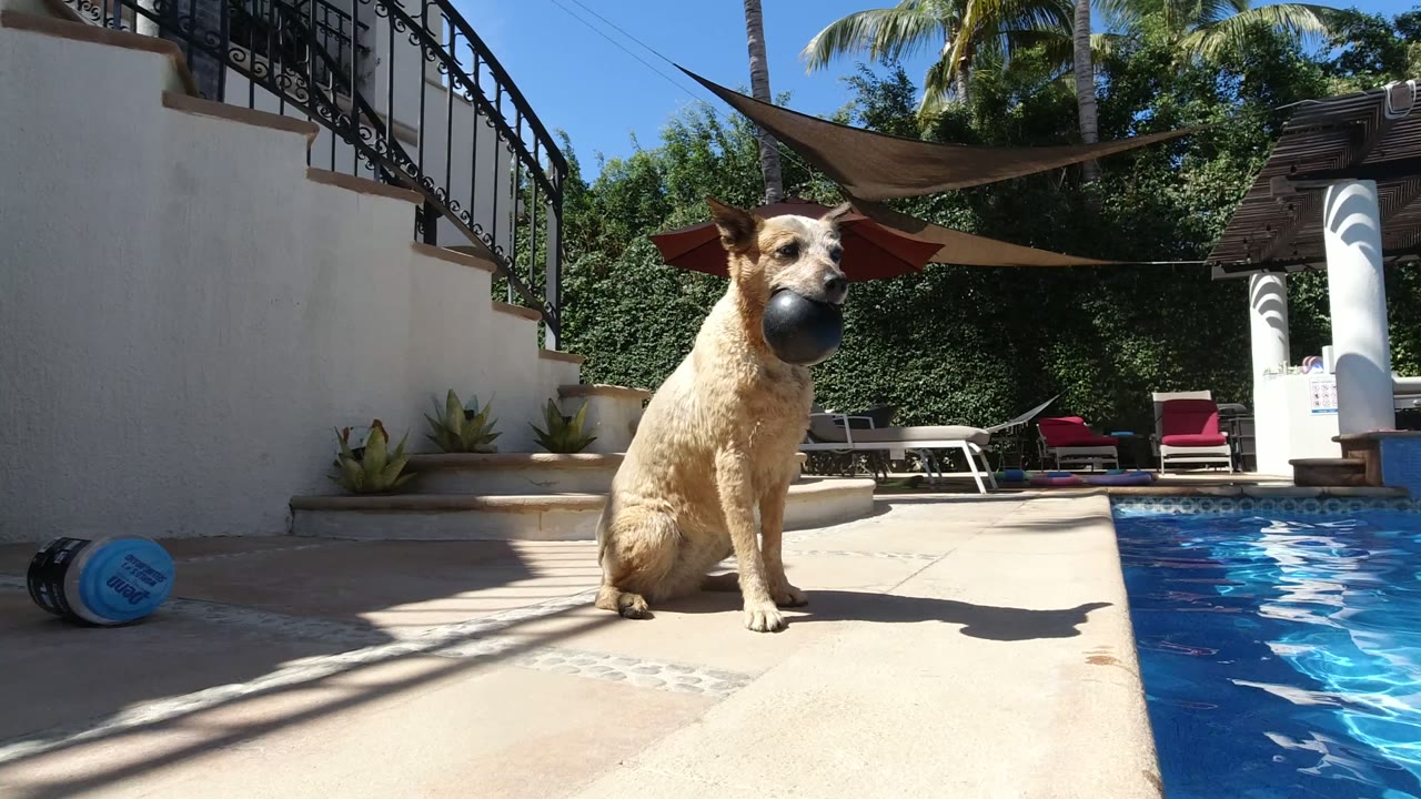 At the start of the Los Cabos clip, a tan dog with pointed ears sits near the pool edge holding a dark ball, with no visible people.