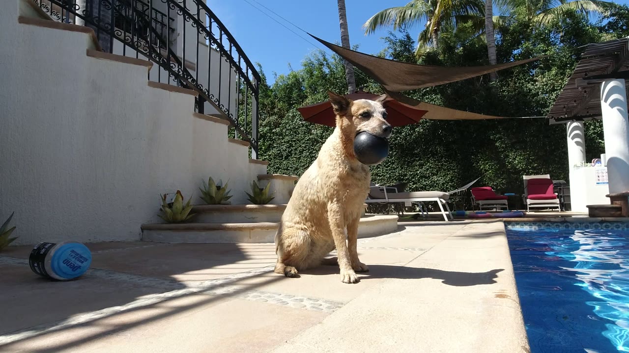 One second in, the dog remains seated beside the blue pool water in Los Cabos, facing the camera with the ball held under its muzzle and no visible people.
