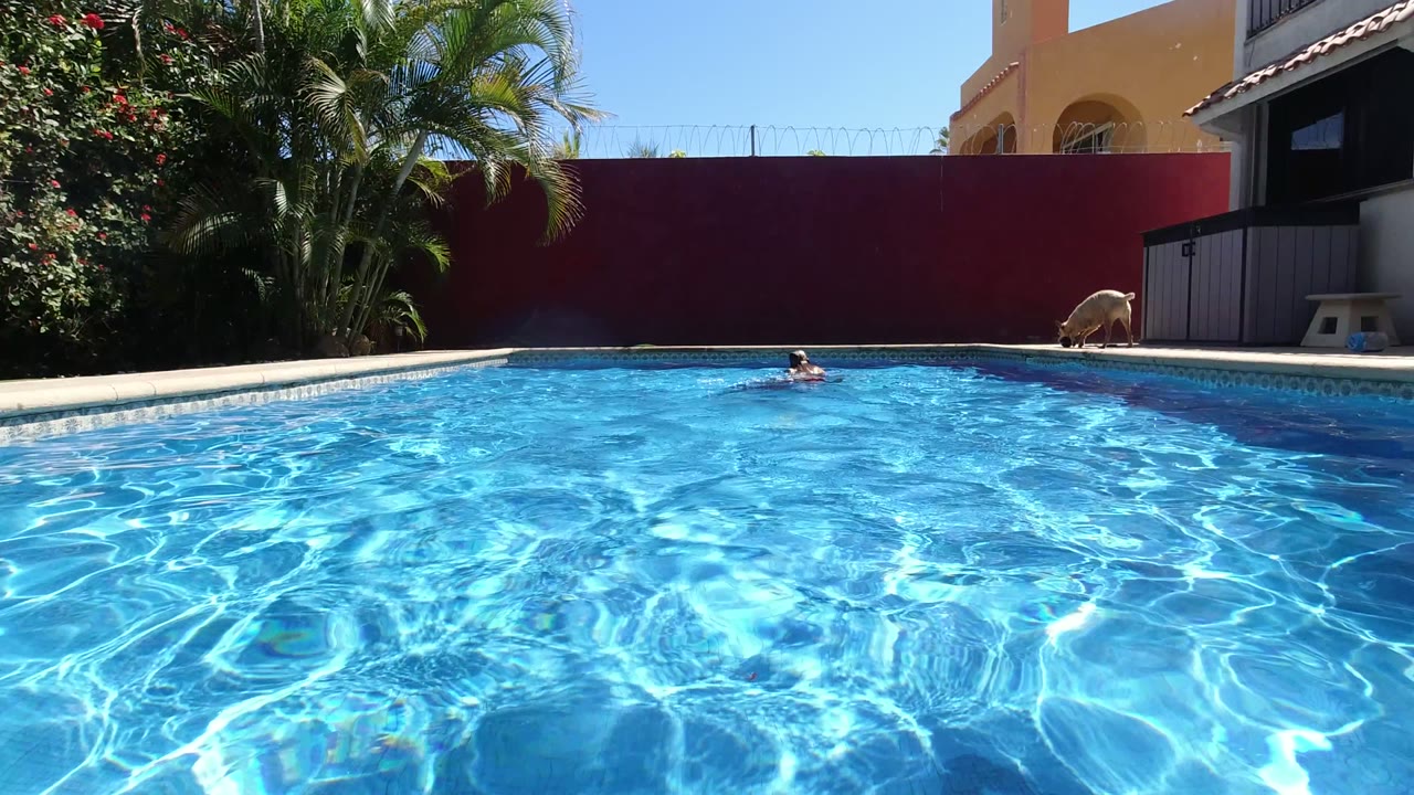 Blue swimming pool with a small dog on the far deck and a distant swimmer in the water.