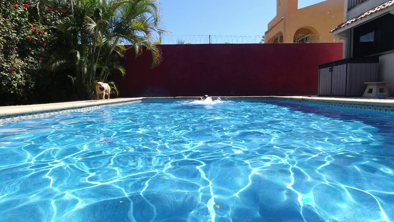 At the start of the Los Cabos pool clip, a swimmer is partly visible in the water while a dog stands near the far left pool edge, with palms and a red wall behind them.
