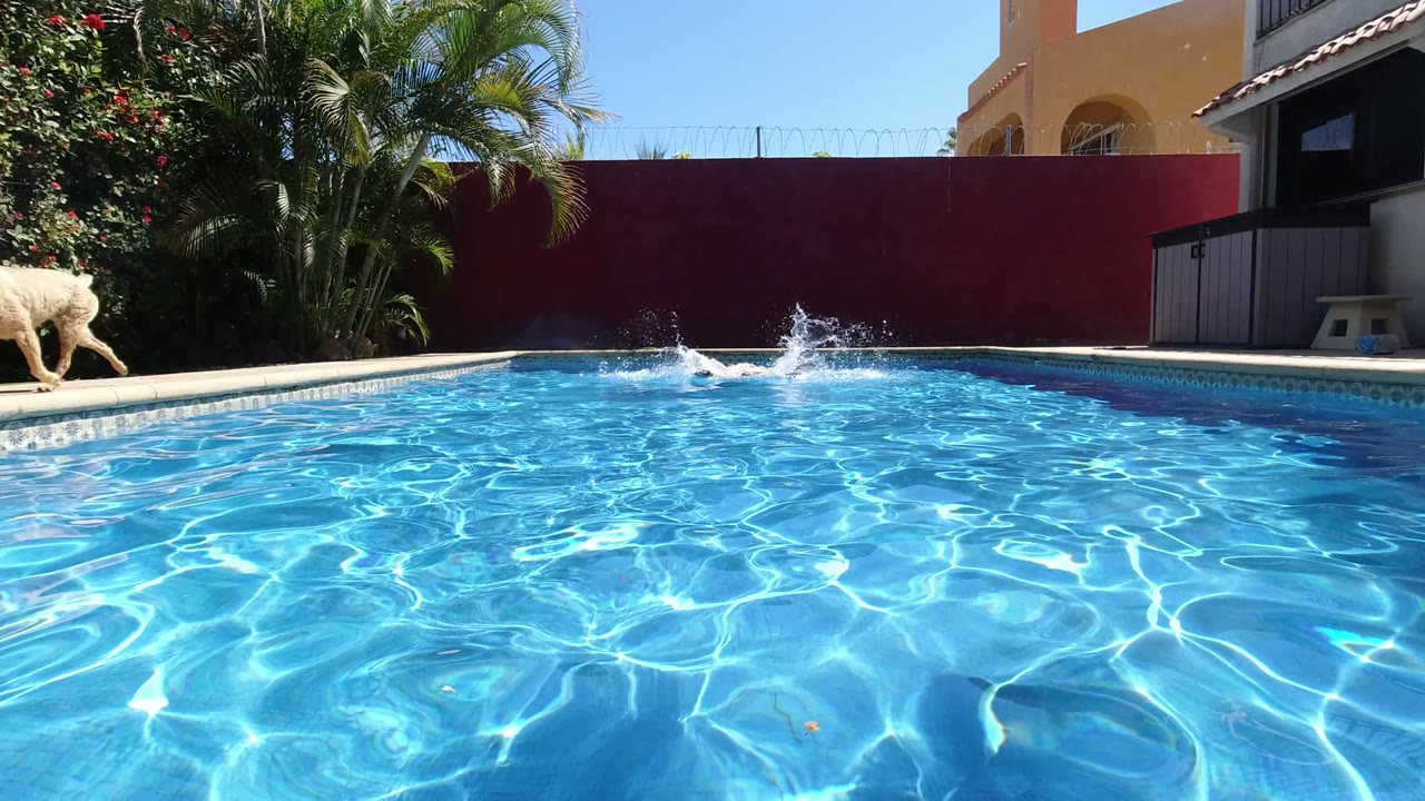 A dog walks along the right side of the private pool while the swimmer's movement creates splashes near the center, with bright water filling most of the frame.