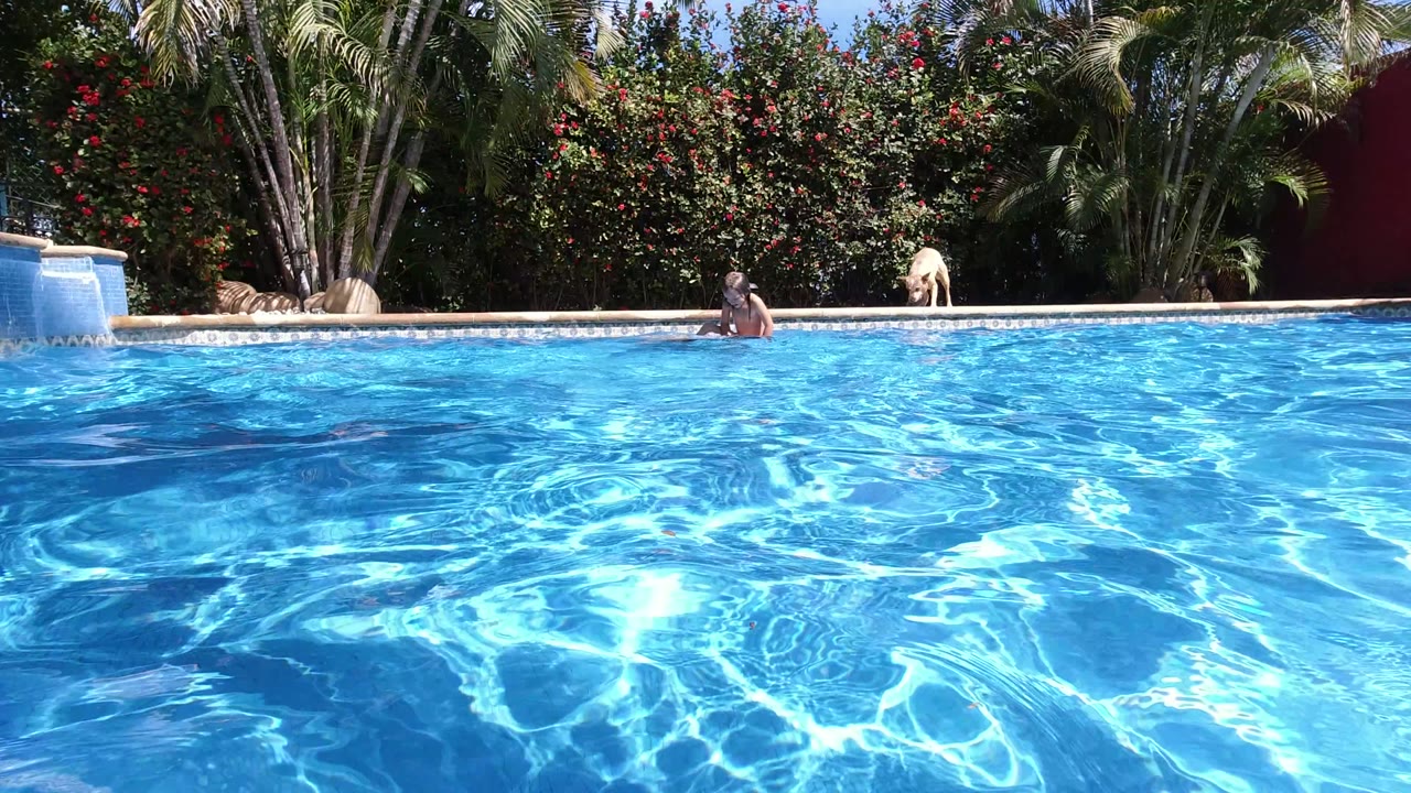 Blue swimming pool with an adult at the far edge and a dog on the coping.