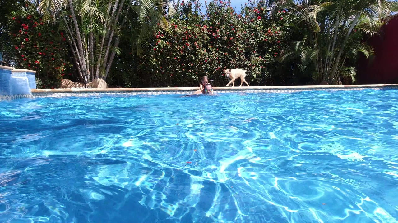 A wide Los Cabos pool view shows an adult in the water near center and a light-colored dog moving along the far pool edge against palms and hedges.