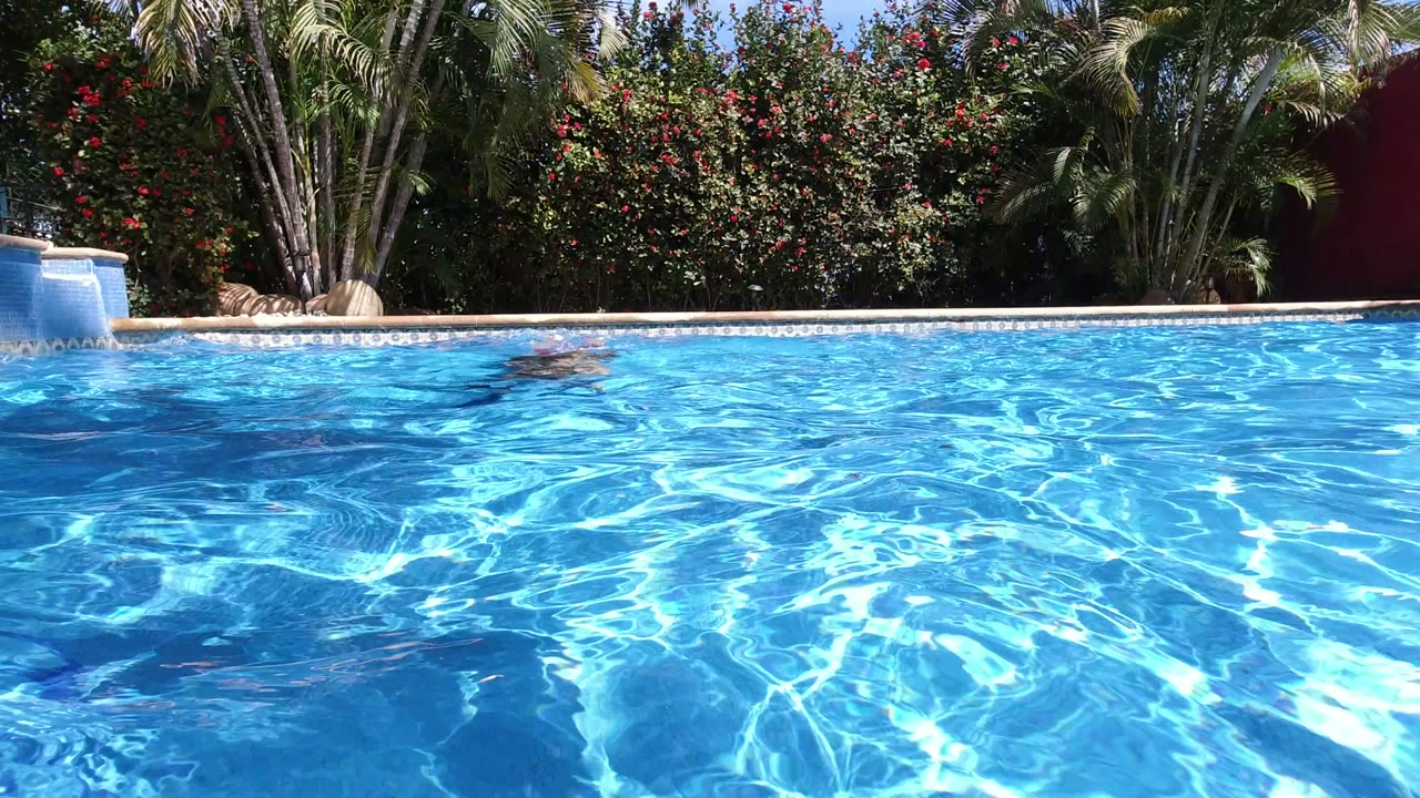 Blue swimming pool with a swimmer partly visible near the far edge.