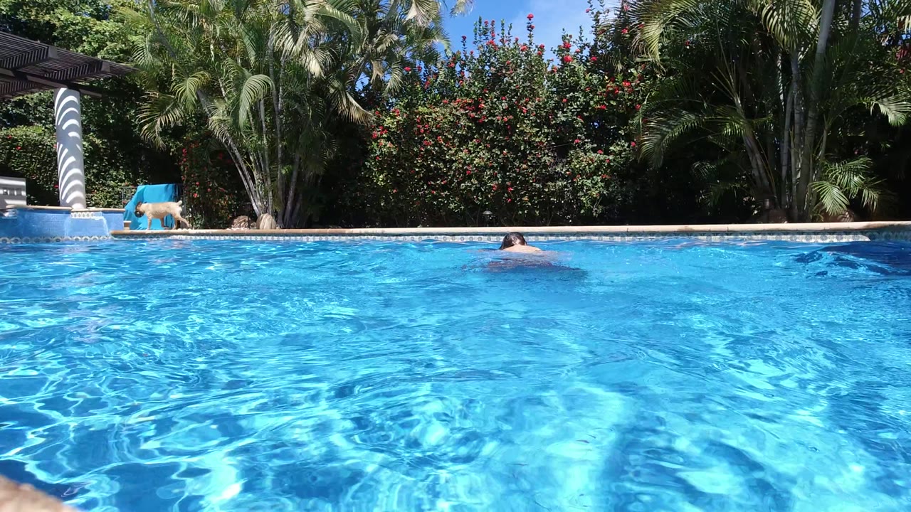Blue pool water with tropical plants and a small swimmer near the far edge.