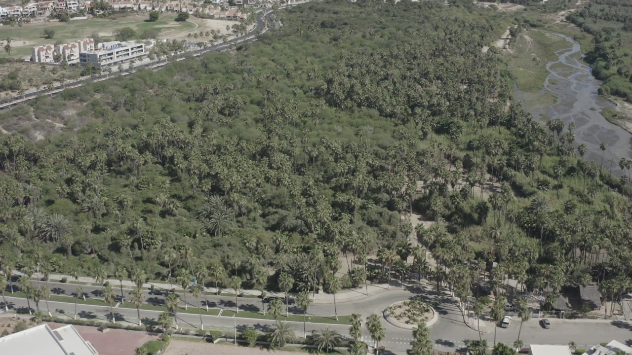 High aerial view over San Jose del Cabo with dense green canopy, a road along the lower edge, distant buildings, a winding channel, and no visible people.